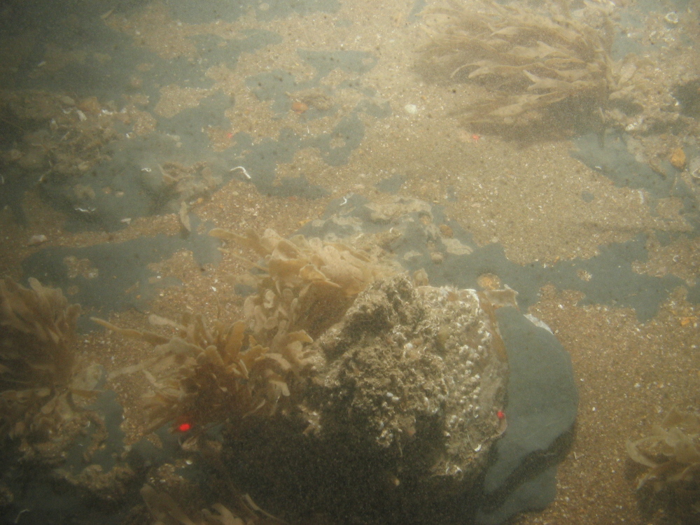 Barnacles and bryozoans on moderate energy circalittoral rock at South Dorset MCZ