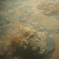 Barnacles and bryozoans on moderate energy circalittoral rock at South Dorset MCZ