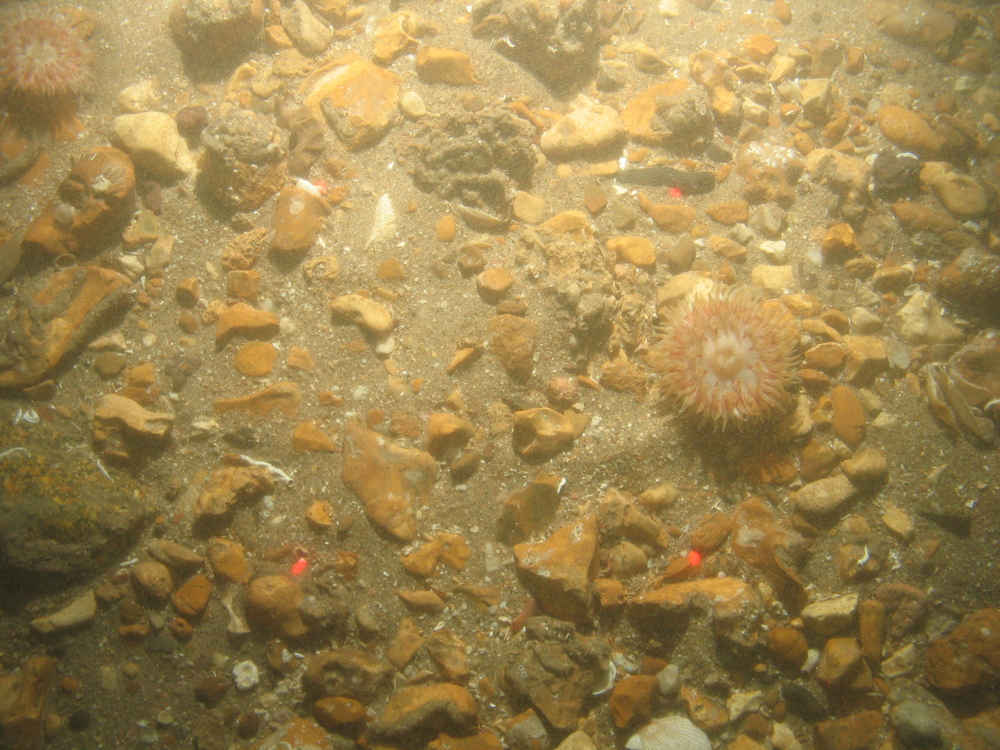 Anemones on subtidal coarse sediment at South Dorset MCZ
