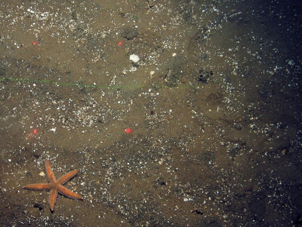 Starfish (Asteroidea) on silty shell sand