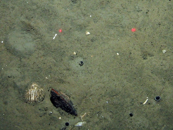 Polychaete worm tubes and a bivalve in sediment