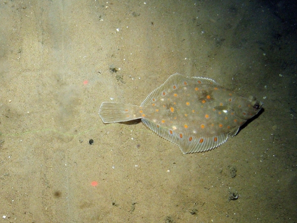 Plaice (Pleuronectes platessa) on sediment