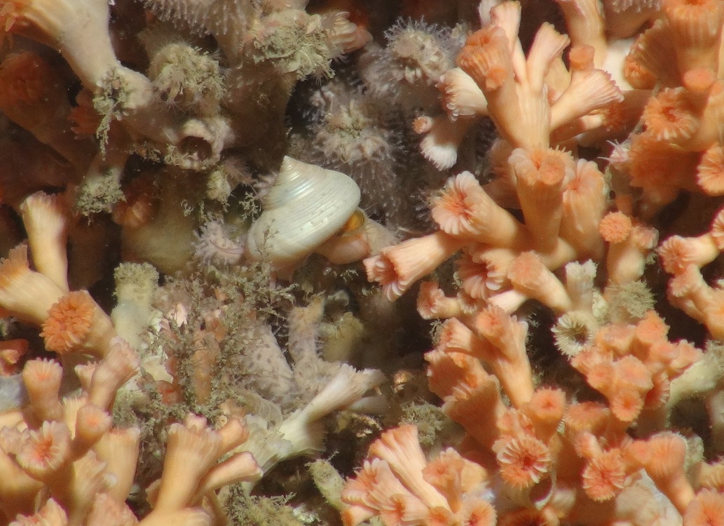 Gastropod mollusc within cold-water coral reef (Lophelia pertusa)
