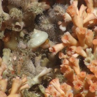 Gastropod mollusc within cold-water coral reef (Lophelia pertusa)