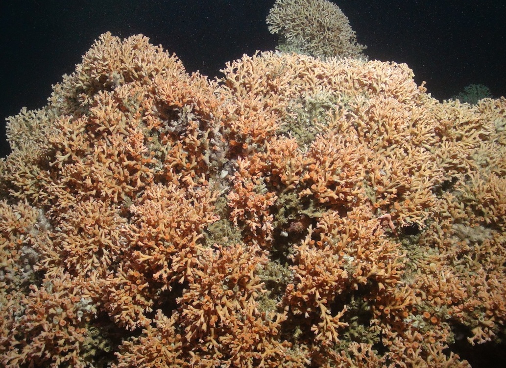 Cold-water coral reef framework (Lophelia pertusa)