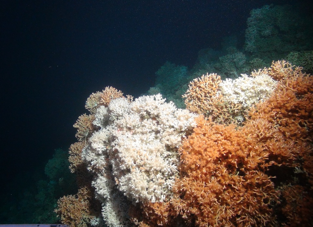 Cold-water coral reef framework (Lophelia pertusa)