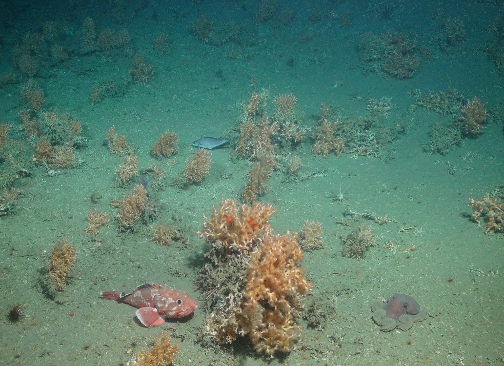 A sculpin (Cottunculus sp.), octopus (Octopodidae sp.), pencil urchins (Cidaris cidaris) and sea anemones (Actiniaria sp.) amongst cold-water coral colonies and debris (Lophelia pertusa and Madrepora oculata)