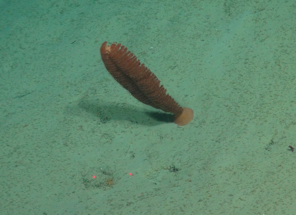 Sea-pen in deep-sea sediment