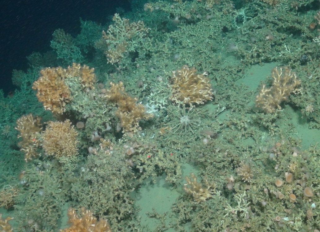 Sea anemones (Actiniaria ap.), pencil urchins (Cidaris cidaris) and gastropod molluscs on cold-water coral reef framework (Lophelia pertusa and Madrepora oculata)