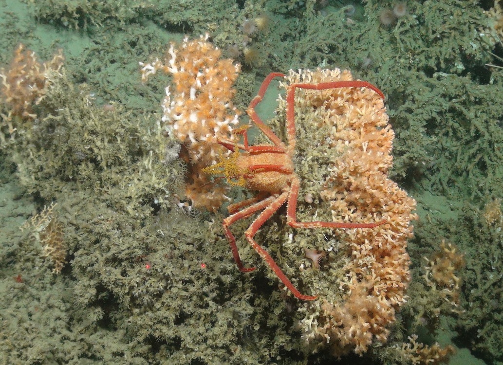 A spider crab (Majoidea sp.) on cold-water coral reef frameork (Lophelia pertusa and Madrepora oculata)