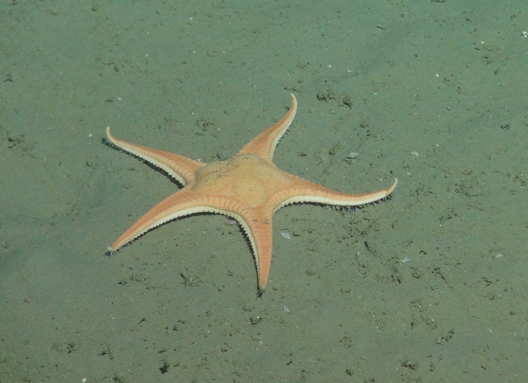 Hag fish (Myxine glutinosa) over sediment