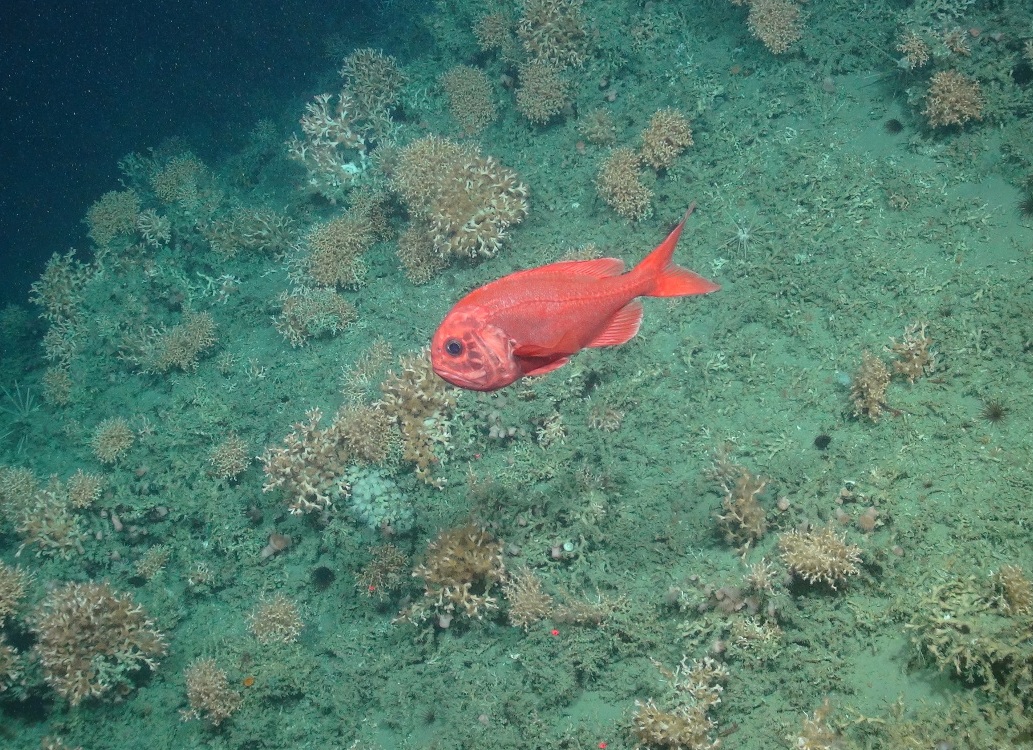 Orange roughy (Hoplostethus atlanticus) and pencil urchins (Cidaris cidaris) over cold-water coral colonies and fragments (Lophelia pertus and Madrepora oculata)