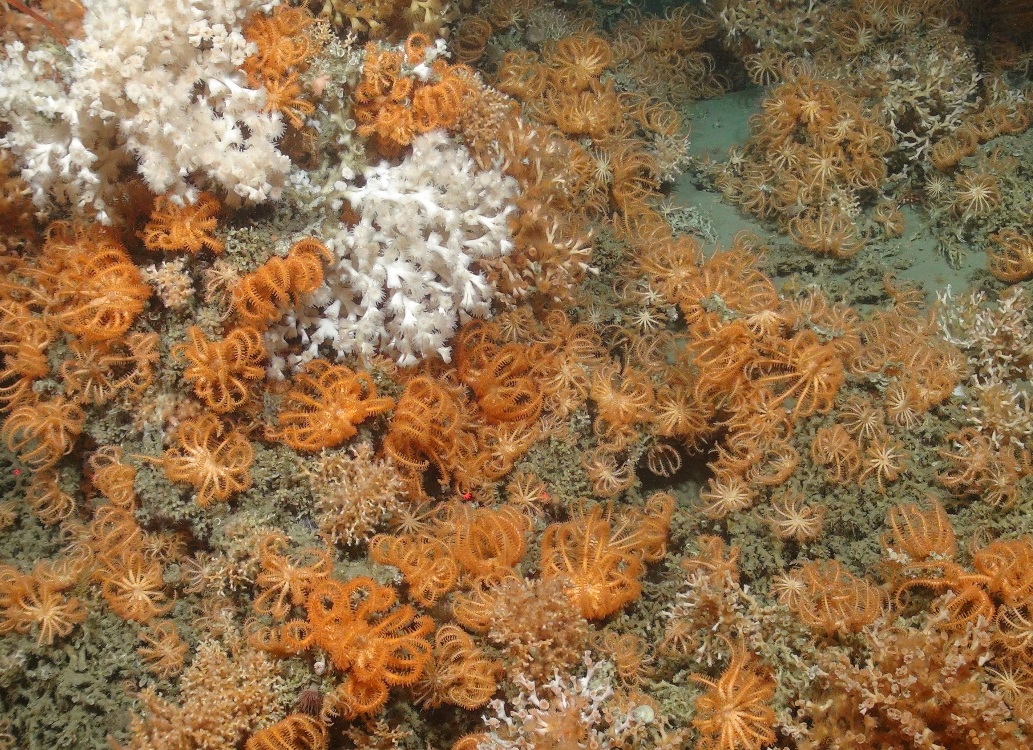 Cold-water coral colonies (Lophelia pertusa), feather stars (Crinoidea sp.) and anemones.
