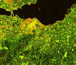 Image: Pre-processed Sentinel-1 backscatter image of Edinburgh and the Firth of Forth