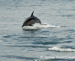 The Joint Cetacean Data Programme – maximising the value of cetacean survey data