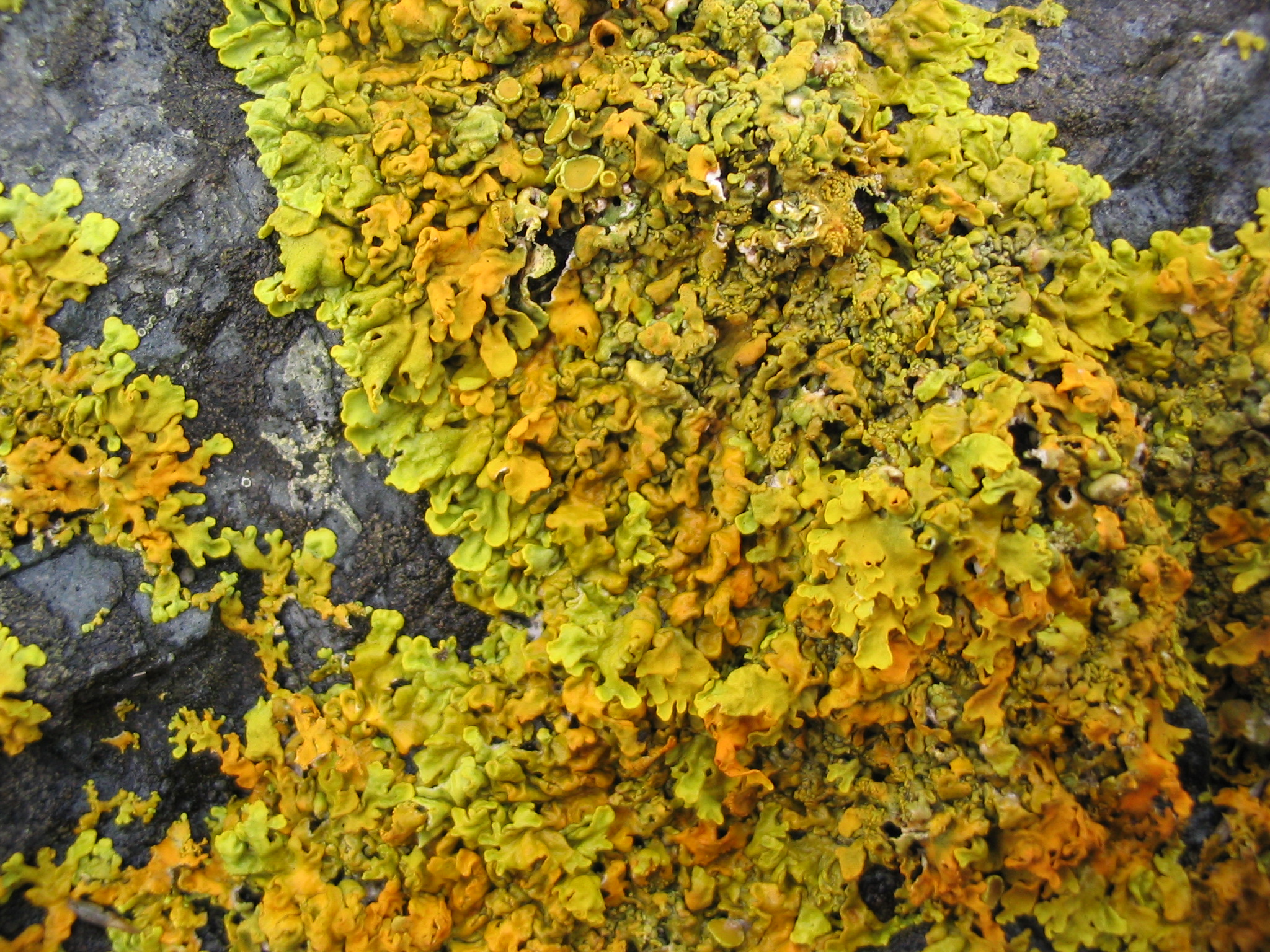 Xanthoria II.JPG