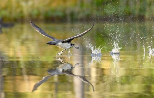 Red-throated diver on a loch (@ Petteri Lehikinen / Avescapes)