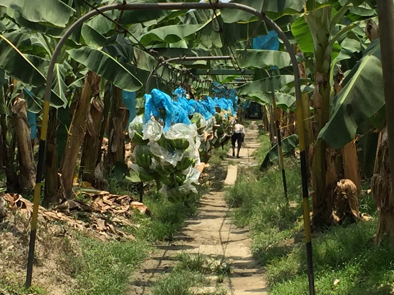 A view of a banana plantation in Colombia. A man walks down a path in the middle of the plantation. On either side are banana trees, some of the bunches of bananas are covered in blue and transparent plastic sheeting (© M. Smith)
