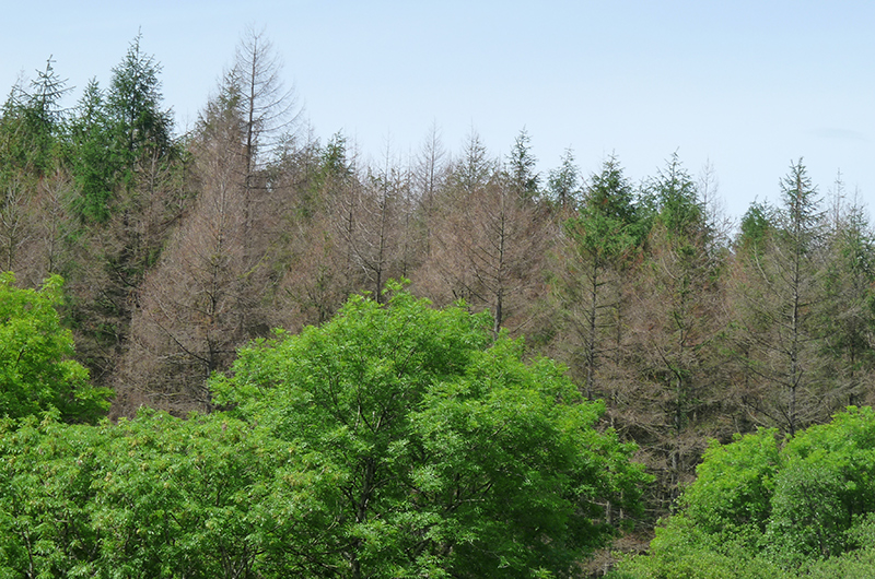 A view of a series of diseased tree tops. The foreground trees are leafy and green; but behind them are a series of leafless trees.