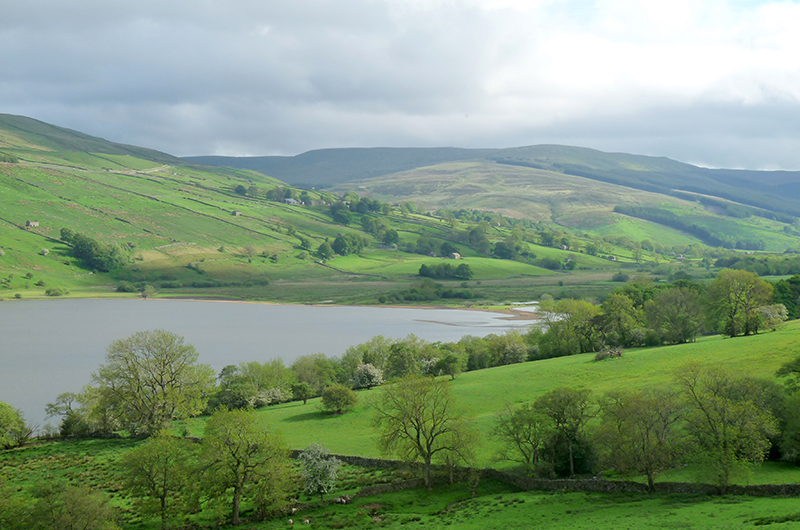 A view of a reservoir in the Yorkshire Dales. In the foreground are trees and grassland with cattle. Behind the reservoir there are grassy hills with trees, stone walls, and a few small buildings. Photo by Anna Robinson.