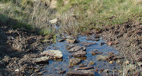 A patch of boggy ground and moorland. A pool of water is surrounded by grasses. In the pool, several large rocks are exposed. Photo by Anna Robinson.