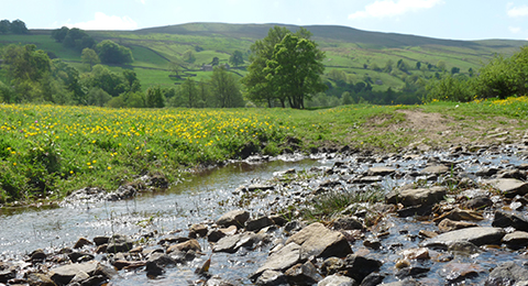 A shallow stream in the Yorkshires Dales. There are lots of rocks sticking out of the water. The bank is grassy with yellow flowers. In the background are hills and trees. Photo by Anna Robinson.