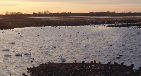 A view of a wetland at sunset. Lots of ducks are in the foreground and on the water. There are trees in the background. Photo by Anna Robinson.