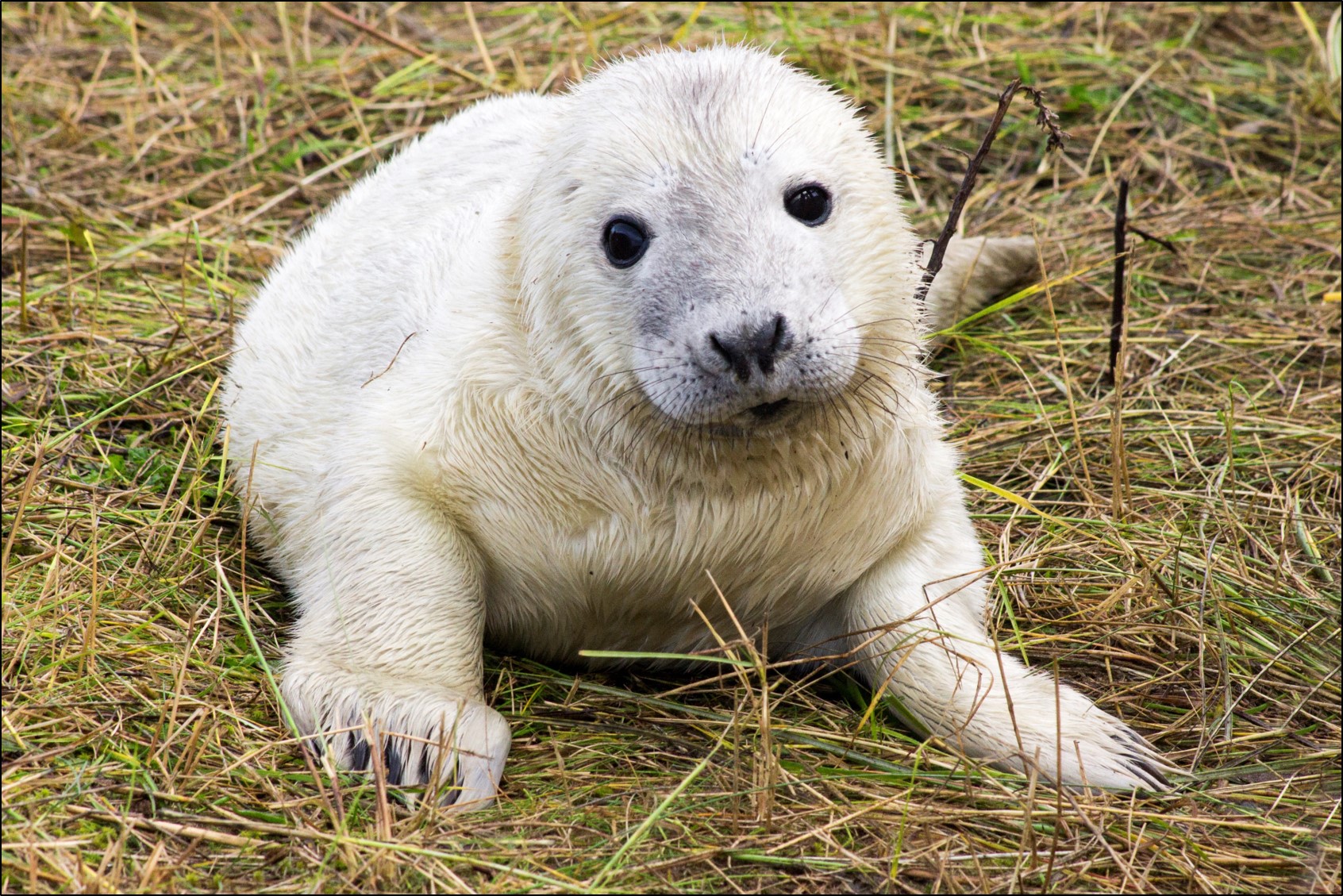 grey_sea_pup_arran_bee_v2.jpg