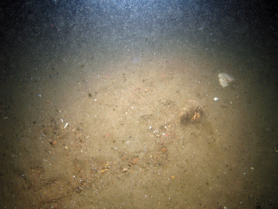 Close-up of the seabed at Markham's Triangle MCZ, showing a hermit crab (Pagurus bernhardus) on sand with shell and gravel