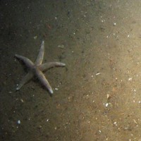 Close-up of the seabed at Markham's Triangle MCZ showing a common starfish (Asterias rubens) on sediment with shell fragments