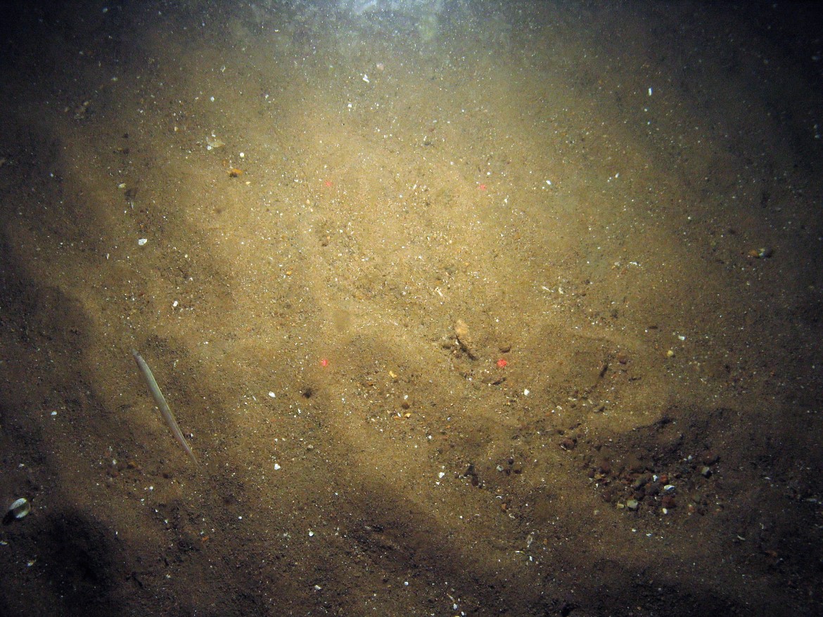 Close-up of the seabed at Markham's Triangle MCZ, showing a sand eel (Ammodytidae) swimming over rippled sand with shell fragments