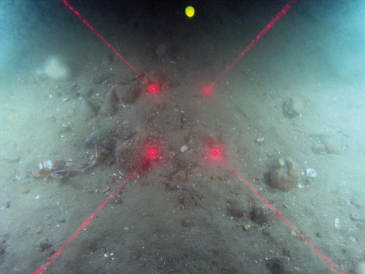 Close-up of the seabed at Markham's Triangle, showing a tub gurnard (Chelidonichthys lucernus), dead man's fingers (Alcyonium digitatum) and brittlestars (Ophiuroidea) on sediment with pebbles
