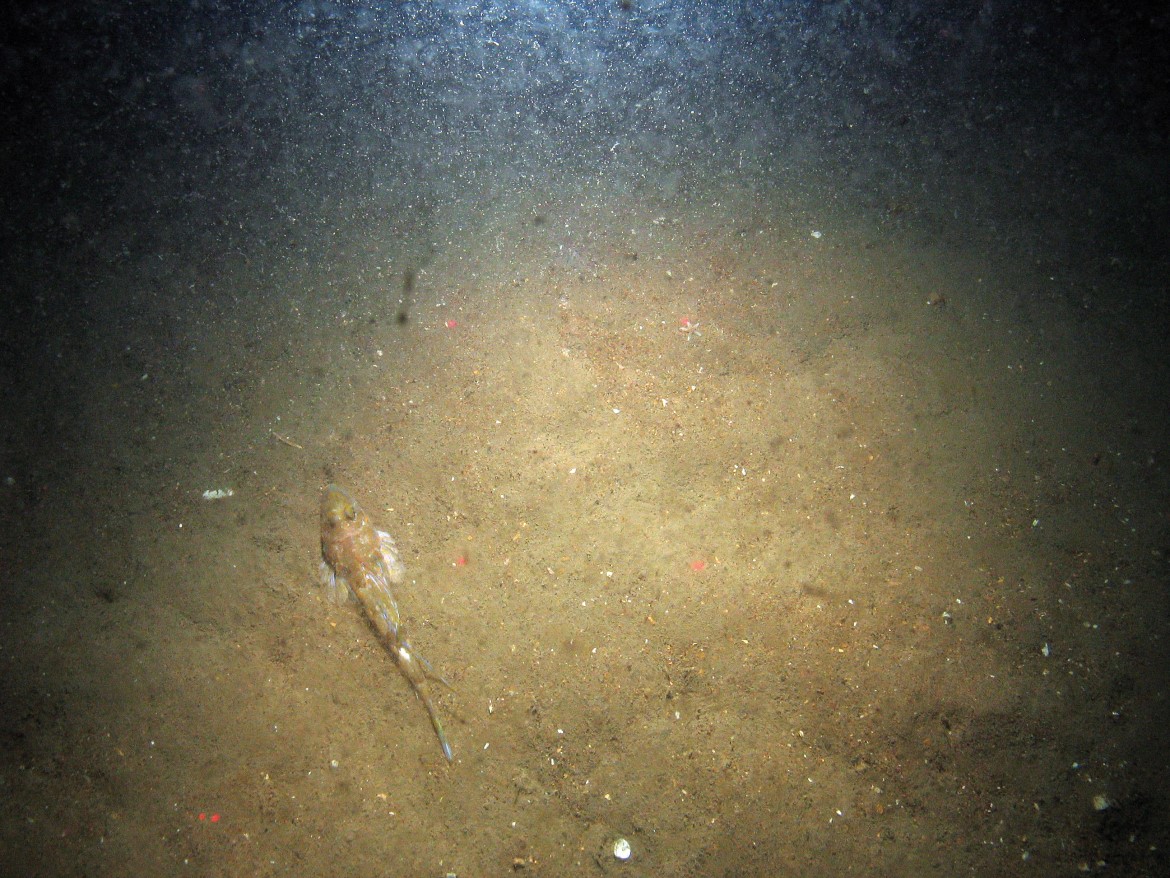 Close-up of the seabed at Markham's Triangle MCZ, showing a dragonet (Callionymus lyra) on sediment