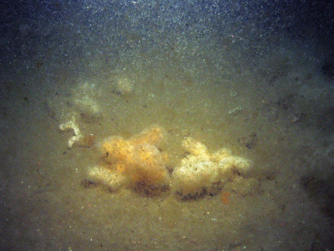 Close-up of the seabed at Markham's Triangle MCZ, showing dead man's fingers (Alyconium digitatum) on sandy sediment