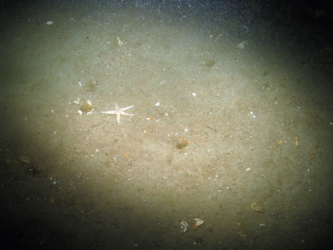 Close-up of the seabed at Markham's Triangle, showing a common starfish (Asterias rubens) on a sandy seabed with polychaete worm tubes
