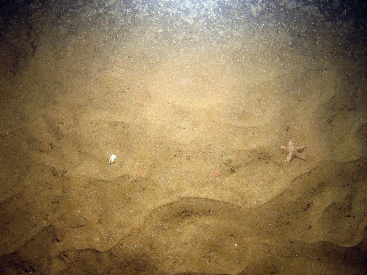 Close-up of the seabed at Markham's Triangle, showing a sand star (Astropecten irregularis) on rippled sand