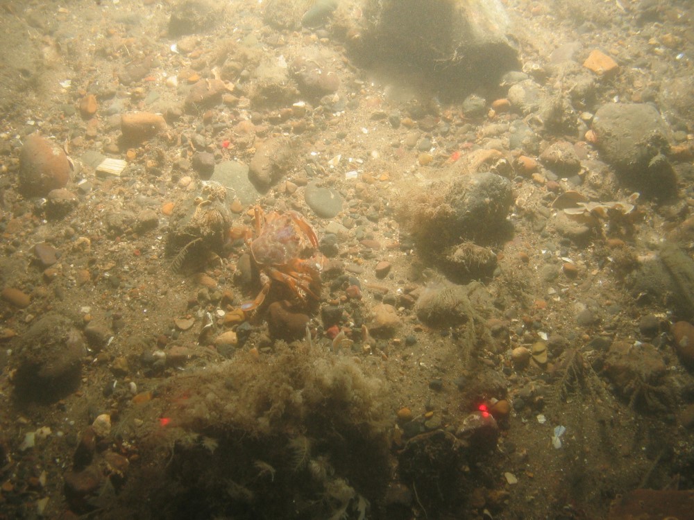 Close-up of the seabed at Holderness Offshore MCZ, showing sandy pebbles with cobbles and faunal turf, including common shore crab (Carcinus maenas)
