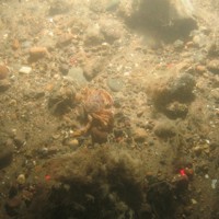Close-up of the seabed at Holderness Offshore MCZ, showing sandy pebbles with cobbles and faunal turf, including common shore crab (Carcinus maenas)