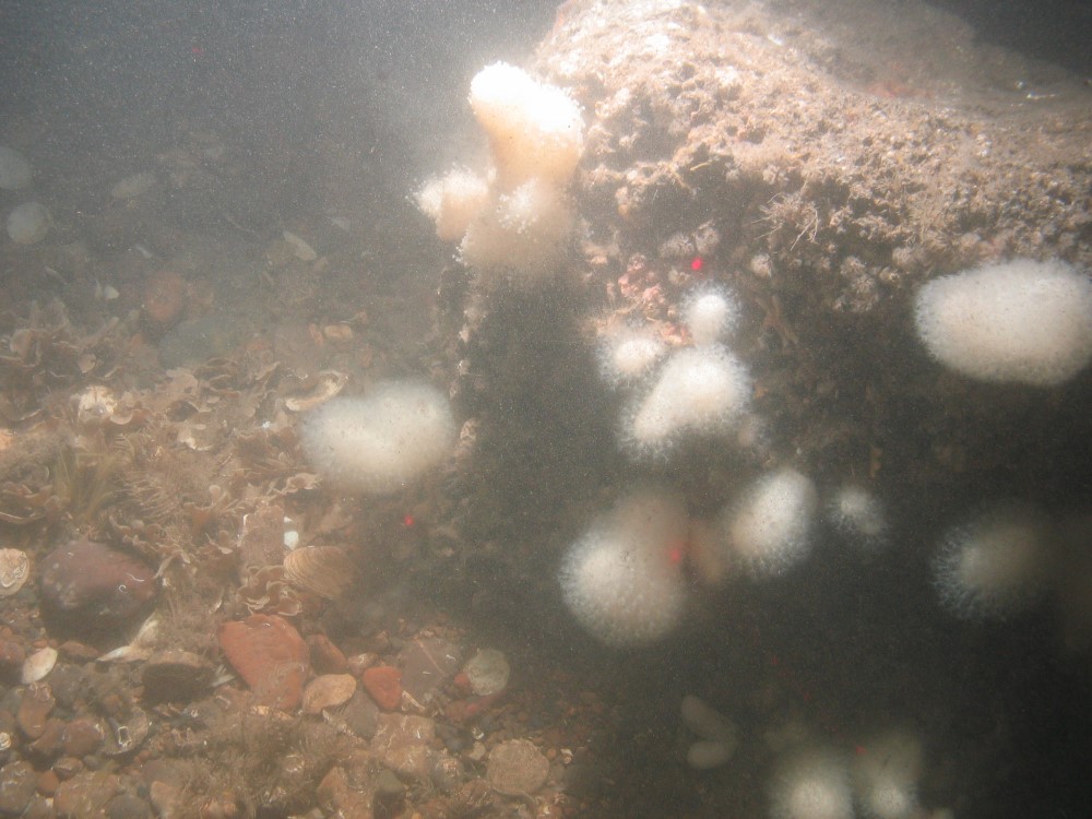 Close-up of the seabed at Holderness Offshore MCZ, showing pebbles, cobbles and boulder with dead man's fingers (Alcyonium digitatum) attached to rock