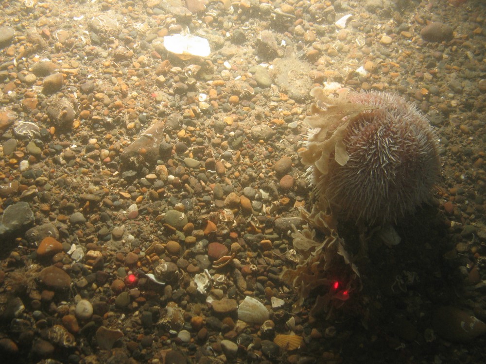 Close-up of the seabed at Holderness Offshore MCZ, showing edible sea urchin (Echinus esculentus) on sediment