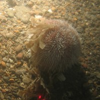 Close-up of the seabed at Holderness Offshore MCZ, showing edible sea urchin (Echinus esculentus) on sediment