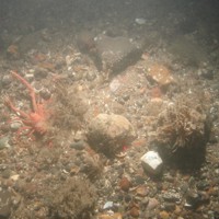 Close-up of the seabed at Holderness Offshore MCZ, showing sandy cobbles, pebbles and shell fragments with Hornwrack (Flustra foliacea) and Rugose squat lobster (Munida rugosa)
