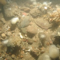 Close-up of the seabed at Holderness Offshore MCZ, showing sand, cobbles, pebbles and shell fragments with Dead man's fingers (Alcyonium digitatum), Securiflustra securifrons and Spirobranchus sp.