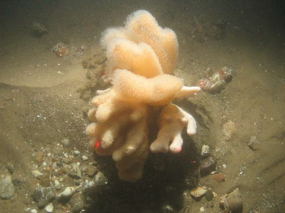 Close-up of the seabed at Holderness Offshore MCZ, showing coarse sand, pebbles and shell fragments, and a boulder with faunal turf, Tubularia indivisa, Alcyonium digitatum and anemones