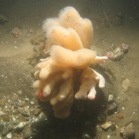 Close-up of the seabed at Holderness Offshore MCZ, showing coarse sand, pebbles and shell fragments, and a boulder with faunal turf, Tubularia indivisa, Alcyonium digitatum and anemones