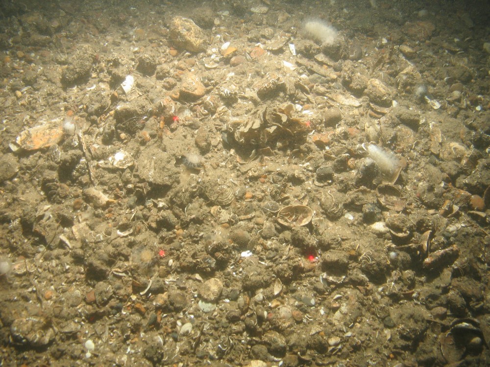 Close-up of the seabed at Holderness Offshore MCZ, showing slightly muddy sand, pebbles, occasional cobbles and shell fragments, and hornwrack (Flustra foliacea) and dead man's fingers (Alcyonium digitatum) present. 