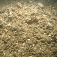 Close-up of the seabed at Holderness Offshore MCZ, showing slightly muddy sand, pebbles, occasional cobbles and shell fragments, and hornwrack (Flustra foliacea) and dead man's fingers (Alcyonium digitatum) present. 