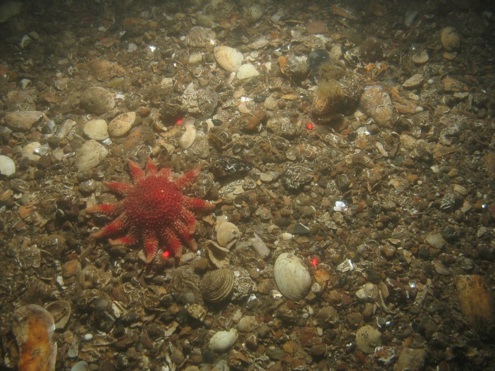 Close-up of the seabed at Holderness Offshore MCZ, showing a common sun star (Crossaster papposus) on slightly sandy pebbles and shell fragments