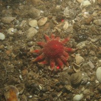 Close-up of the seabed at Holderness Offshore MCZ, showing a common sun star (Crossaster papposus) on slightly sandy pebbles and shell fragments