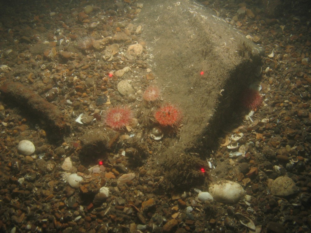 Close-up of the seabed at Holderness Offshore MCZ, showing boulders with Urticina sp. and Spirobranchus sp. surrounded by slightly sandy pebbles and shell fragments
